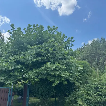 Pod Platanem Villa *